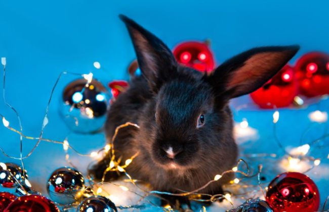 Год Черного Водяного Кролика: какие игрушки нельзя вешать на елку