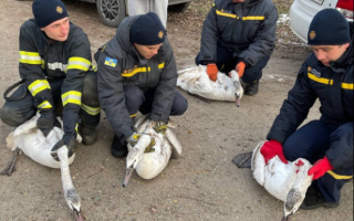 На Київщині рятувальники визволили лебедів з крижаної пастки, фото