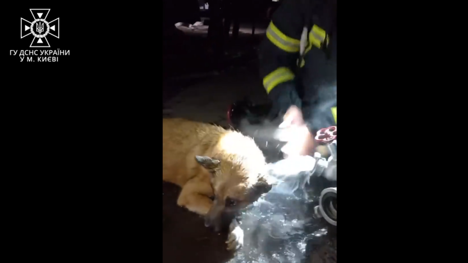 В Киеве пожарные реанимировали собаку, которая чуть не задохнулась во время пожара в многоэтажке в Деснянском районе, фото