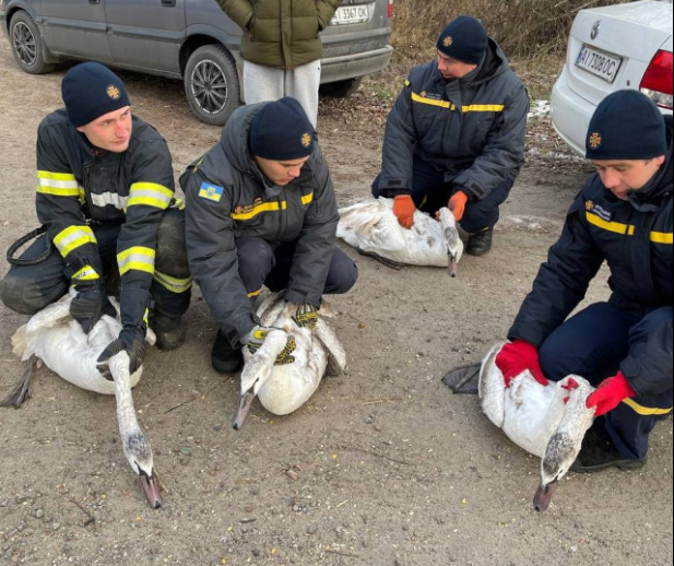 В Киевской области спасатели освободили лебедей из ледяной ловушки, фото