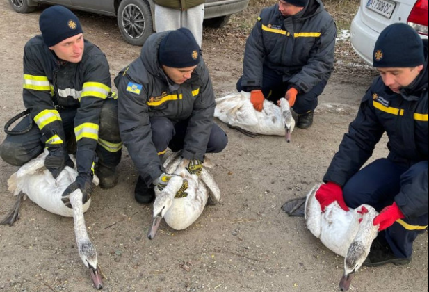 В Киевской области спасатели освободили лебедей из ледяной ловушки, фото