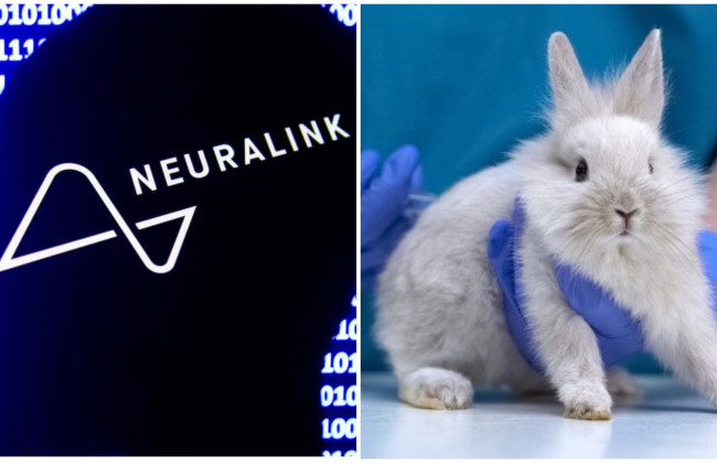 У США розслідують роботу Neuralink Ілона Маска через досліди на тваринах, — Reuters