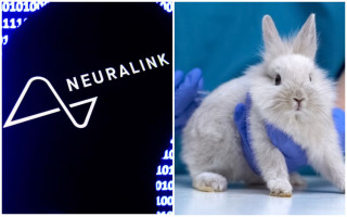 У США розслідують роботу Neuralink Ілона Маска через досліди на тваринах, — Reuters