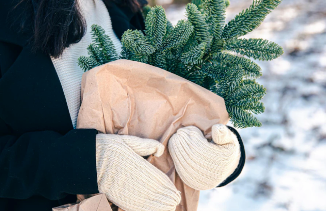 На Закарпатье начались рейды по выявлению незаконных рубок и продаже хвойных деревьев