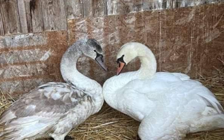 На Київщині врятували двох лебедів, яких намагались вбити браконьєри: фото