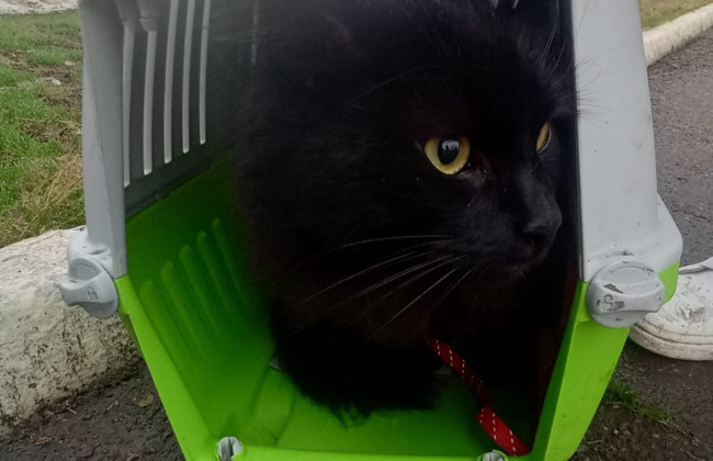 Пограничники задержали одессита, который планировал незаконно перейти границу и взял с собой кота, фото