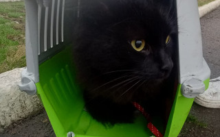 Прикордонники затримали одесита, який планував незаконно перейти кордон та взяв із собою кота, фото