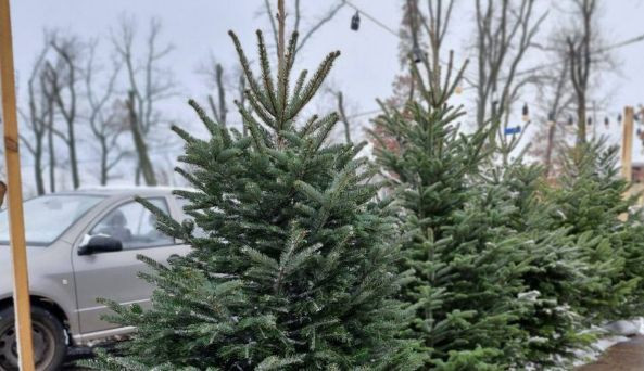 4000 грн за дерево: на київському ринку помітили австрійські ялиці Нордмана, фото