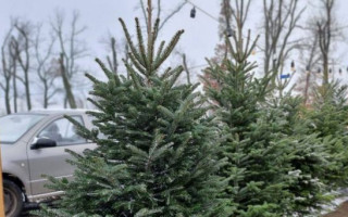 4000 грн за дерево: на київському ринку помітили австрійські ялиці Нордмана, фото