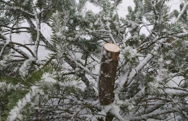 Во время комендантского часа в Киеве задержали мужчину, который спилил елку в парке