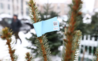 У Києві посилено контролюватимуть законність продажу хвойних дерев – який штраф за незаконну торгівлю