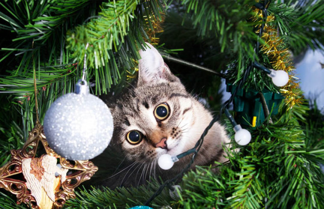 Когда ставить елку к Новому 2023 году: удачные даты