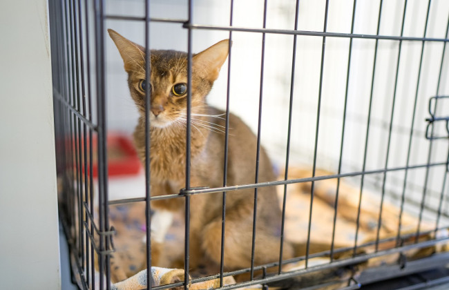 В Нью-Йорке запретили продавать собак, кошек и кроликов в зоомагазинах: закон