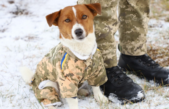 У Держприкордонслужбі розказали, як подбати про собак взимку, аби вони не захворіли