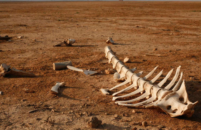 Можуть зникнути слон і коала: вчені передбачили масове вимирання до кінця цього століття