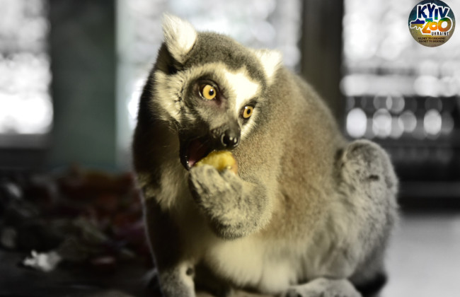 В Киевском зоопарке установили дровяную печь для приготовления пищи во время отключения электроэнергии