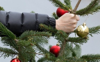 Принесли домой незаконно срубленную елку: какой штраф придется заплатить