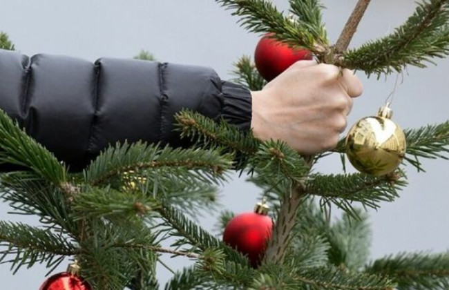 Принесли домой незаконно срубленную елку: какой штраф придется заплатить