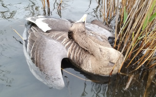 Экологическая катастрофа: в Одесском заповеднике произошел массовый мор птиц, фото