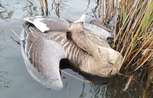 Екологічна катастрофа: в Одеському заповіднику стався масовий мор птахів, фото
