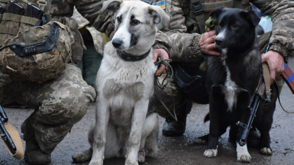 У Держприкордонслужбі показали чотирилапих друзів, врятованих від війни: фото