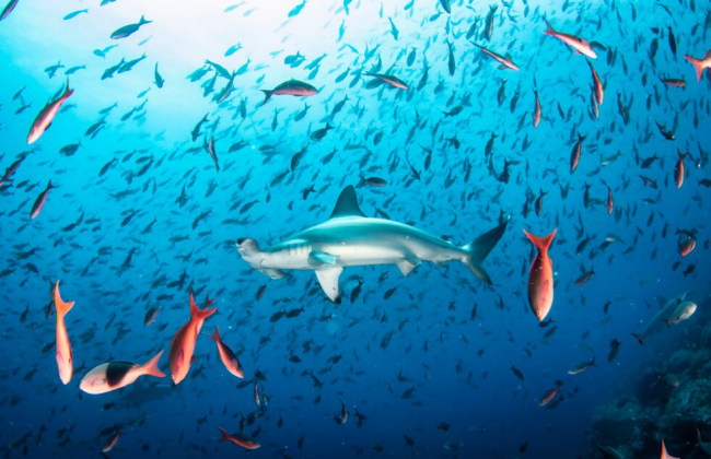 Правительство одобрило решение о прекращении 30-летних дипломатических отношений с рф в сфере водных отношений