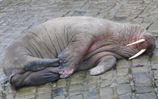 В Англии позаботились о комфорте моржа