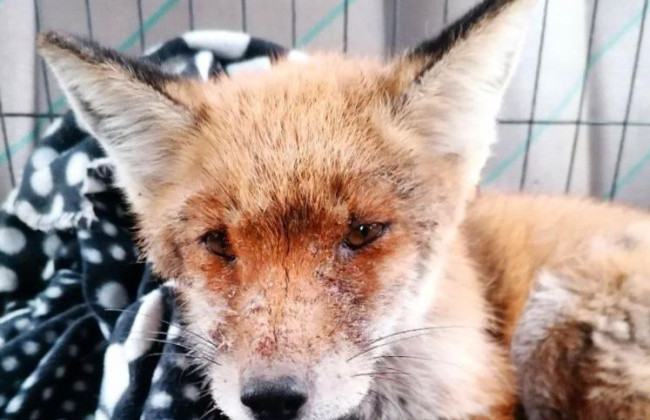 На Київщині врятували білого тигра та лисеня, фото