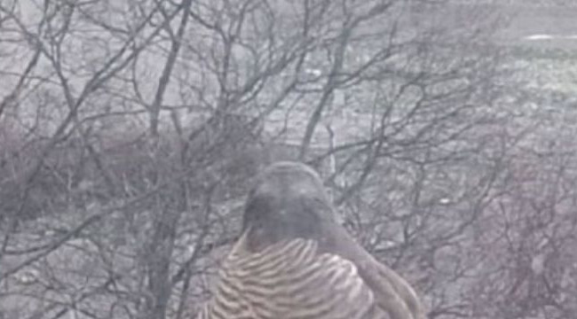 В Киеве заметили хищную птицу, которая заглядывает в окна в поисках пищи