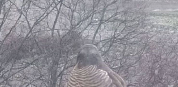 В Киеве заметили хищную птицу, которая заглядывает в окна в поисках пищи