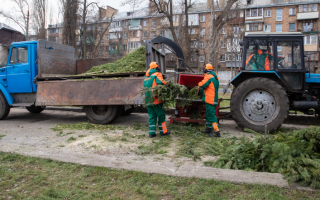 Як довго в Києві працюватимуть пункти прийому новорічних дерев