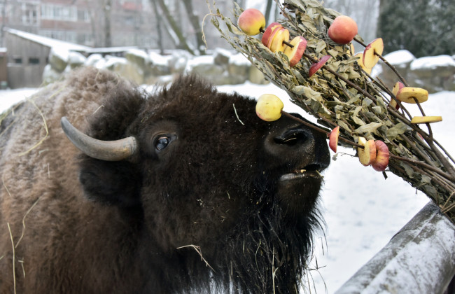 В Киевзоо будут угощать хрустящими яблоками зубров, бизонов и лошадей Пржевальского: когда можно посмотреть