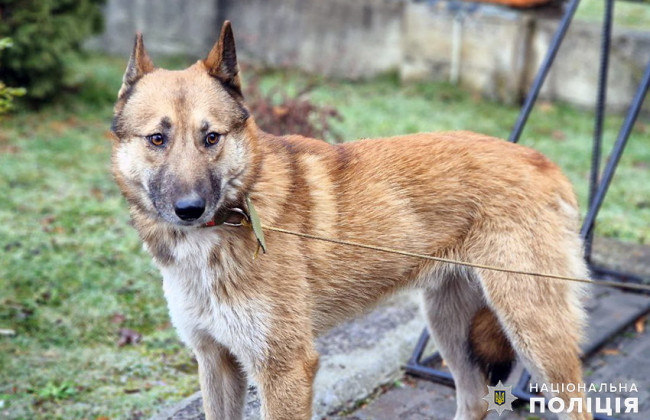 Хмельницькі поліцейські привезли з Харківщини врятованого від голодної смерті чотирилапого товариша, якого виходжували 4 місяці