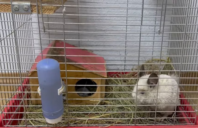 Під завалами будинку у Дніпрі, в який влучила російська ракета, знайшли шиншилу: відео