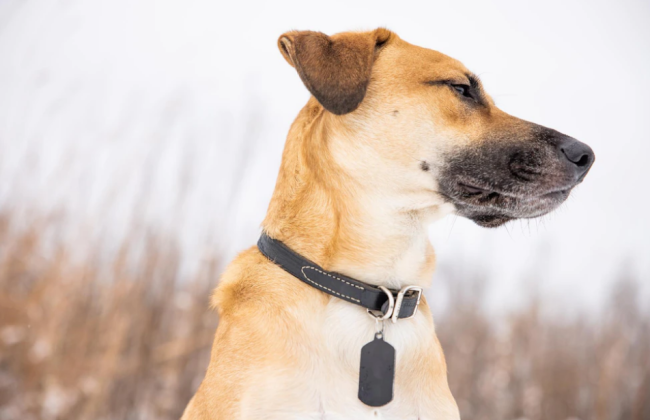 На Запоріжжі судитимуть чоловіка за жорстоке поводження з твариною