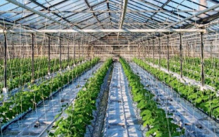 Кабінет Міністрів вніс зміни в порядок надання грантів на розвиток садівництва і тепличного господарства