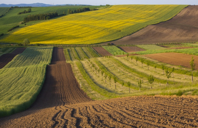 Підприємство самовільно зайняло понад 12 га землі: яке рішення ухвалив суд