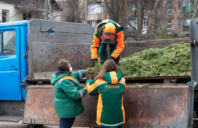 Переработка елок и сосен: сколько деревьев за две недели киевляне уже принесли в пункты утилизации.