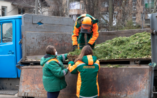 Переробка ялинок та сосен: скільки дерев за два тижні кияни уже принесли в пункти утилізації