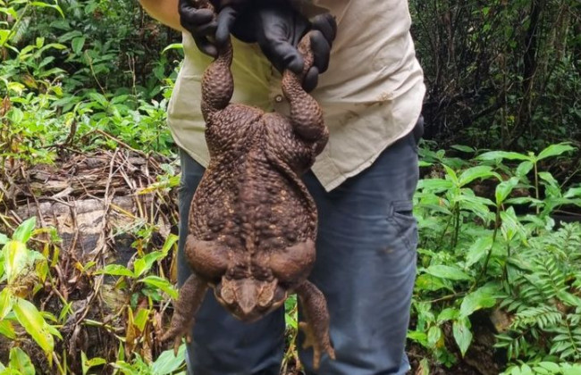 В Австралії знайшли жабу-рекордсменку: фото