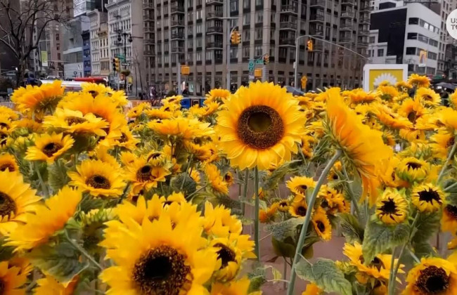 В Нью-Йорке высадили 335 подсолнечников ко Дню Соборности Украины, видео