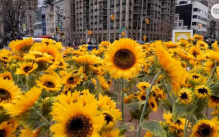 У Нью-Йорку висадили 335 соняшників до Дня Соборності України, відео