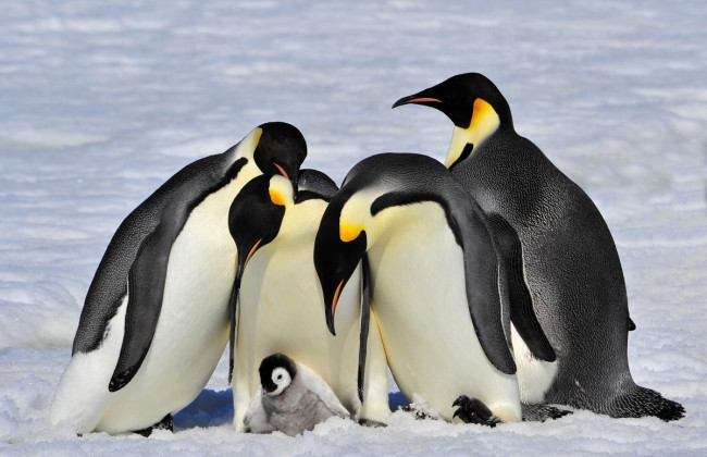Вчені знайшли в Антарктиці нову колонію імператорських пінгвінів