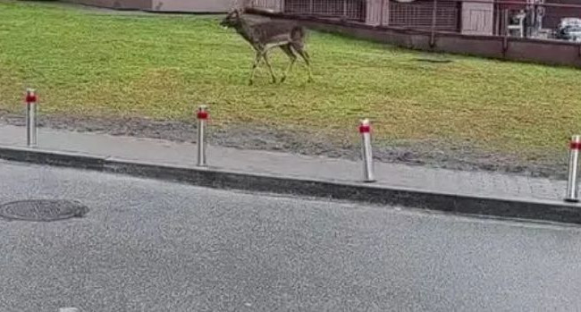 Бегал во дворах многоэтажек: в Киеве заметили оленя, фото