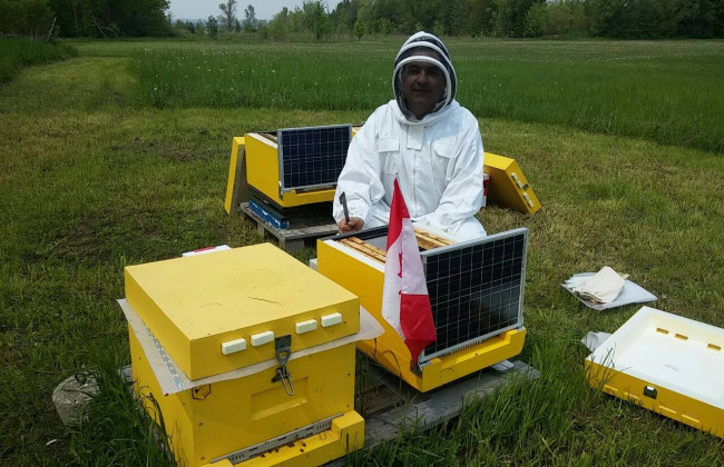 У Київській області хочуть створити першу у світі IT-пасіку