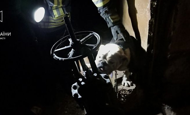 Впав у колодязь теплотраси: у Запоріжжі бійці ДСНС врятували пса Потапа, фото