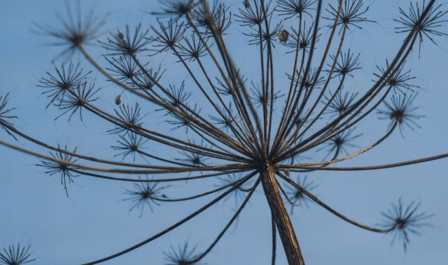 Еврокомиссия подаст в суд на ряд стран ЕС из-за вредных для природы растений и животных