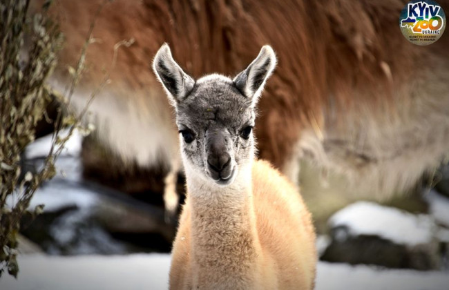 Киевский зоопарк показал милую ламу – малышке всего две недели: фото и видео