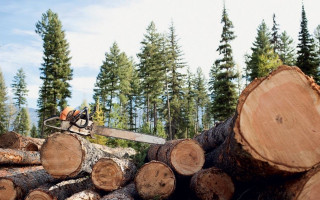 Незаконная рубка деревьев и сопротивление правоохранителям: в Хмельницкой области суд наказал двух «лесорубов»