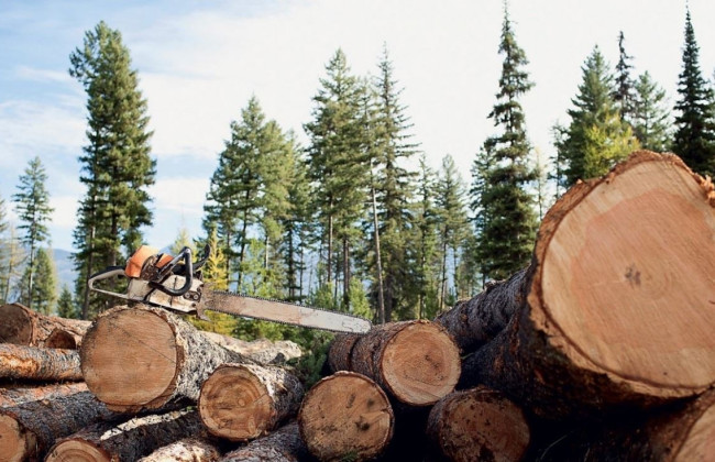 Незаконная рубка деревьев и сопротивление правоохранителям: в Хмельницкой области суд наказал двух «лесорубов»